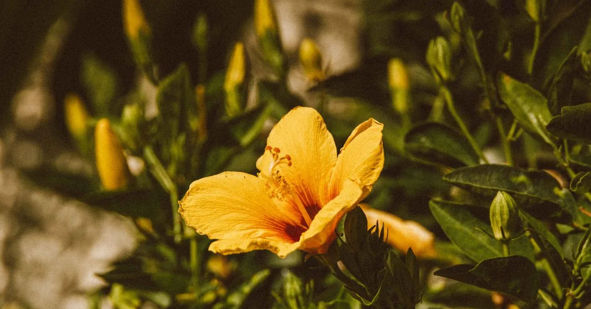 Tropische bloemen